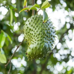 New Release 3 Soursop 'Guanabana' Tree