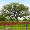Live Oak Tree 1 Live Oak Tree -Deals Blossom Vines Store Southern Live Oak BB 600x600 10863add 24da 4d76 8334 fb165c5c915f