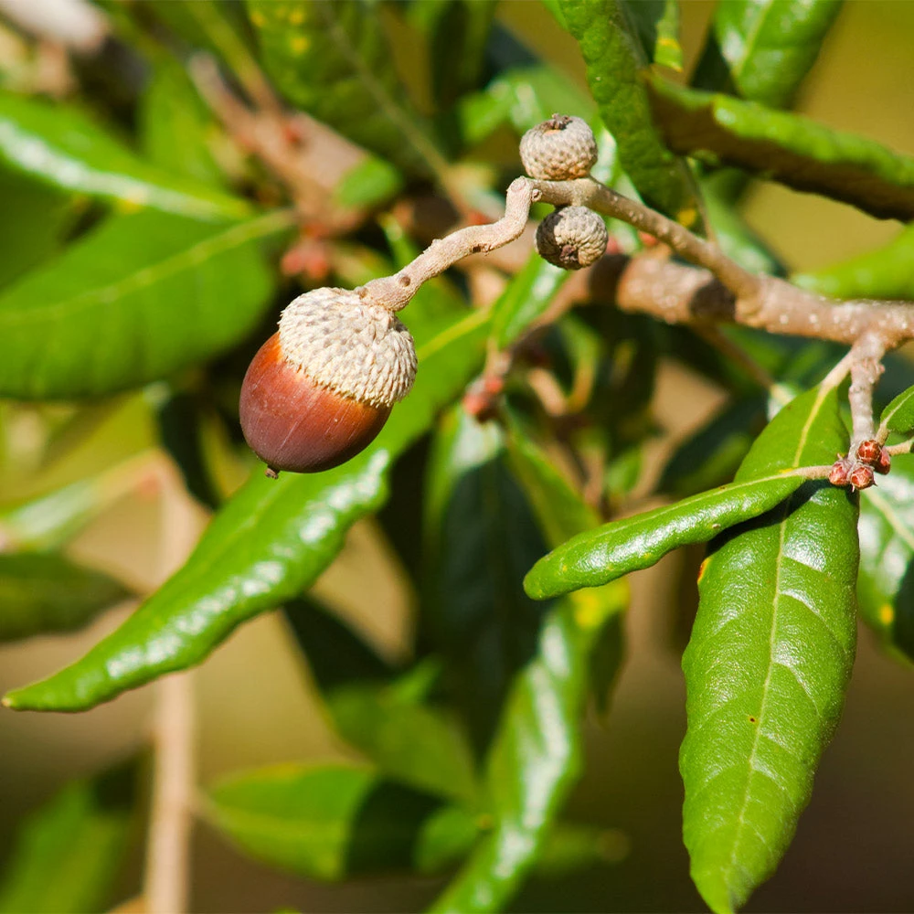 Live Oak Tree 5 Live Oak Tree - Image 3