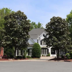 New Release -Deals Blossom Vines Store Southern Magnolia 1 BB