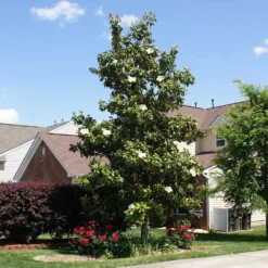 Southern Magnolia Tree 11 Southern Magnolia Tree -Deals Blossom Vines Store Southern Magnolia 4 BB