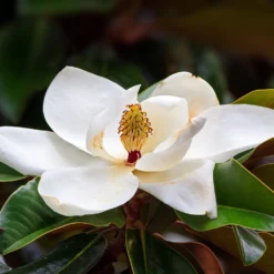 Southern Magnolia Tree 9 Southern Magnolia Tree -Deals Blossom Vines Store Southern Magnolia 7 BB