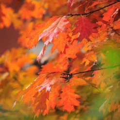 Southern Red Oak Tree -Deals Blossom Vines Store Southern Red Oak 5 BB