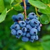 Spartan Blueberry Bush -Deals Blossom Vines Store Spartan Blueberry BB 600x600 894dd60d a0fc 4d99 a22e 0d546377e810