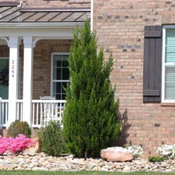 Spartan Juniper Tree -Deals Blossom Vines Store Spartan Juniper 8