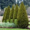 Spartan Juniper Tree -Deals Blossom Vines Store Spartan Juniper BB 600x600 b3b6bb65 e39a 4544 9e8d 23e16cb449d5