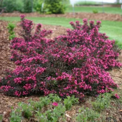 Spilled Wine® Weigela Shrub 9 Spilled Wine® Weigela Shrub -Deals Blossom Vines Store Spilled Wine Weigela 1 BB