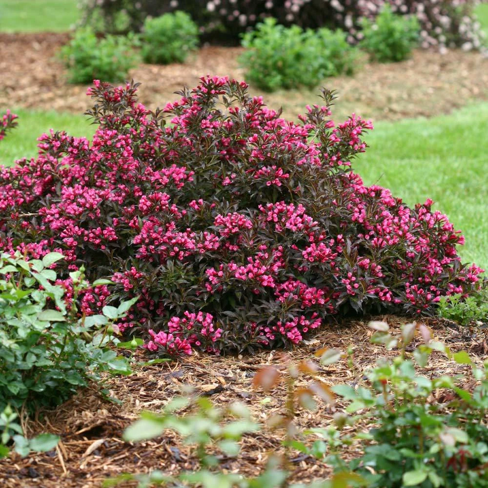 Spilled Wine® Weigela Shrub 4 Spilled Wine® Weigela Shrub - Image 2