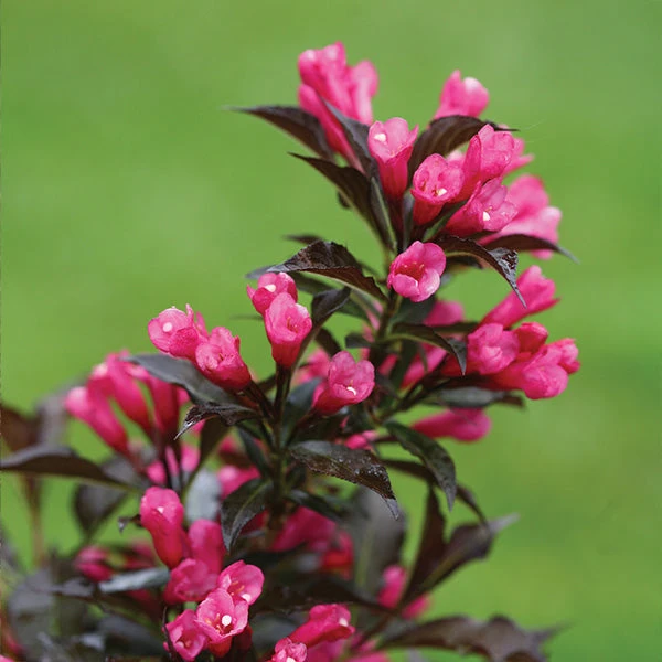 Spilled Wine® Weigela Shrub 3 Spilled Wine® Weigela Shrub