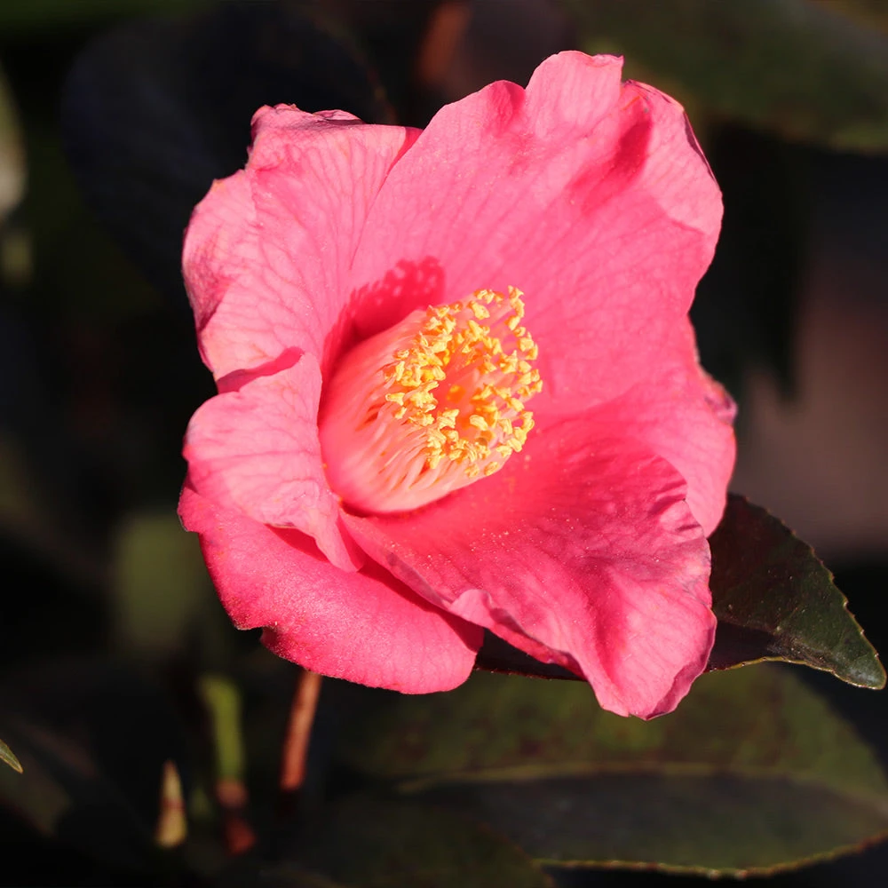 Spring's Promise Camellia Shrub 5 Spring's Promise Camellia Shrub - Image 3
