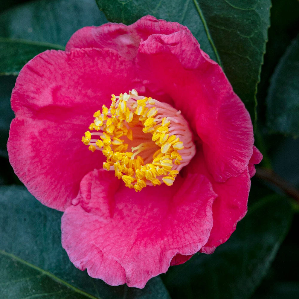 Spring's Promise Camellia Shrub 4 Spring's Promise Camellia Shrub - Image 2