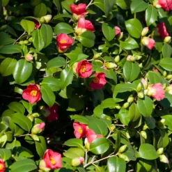 Spring's Promise Camellia Shrub 9 Spring's Promise Camellia Shrub -Deals Blossom Vines Store Springs Promise Camellia 5
