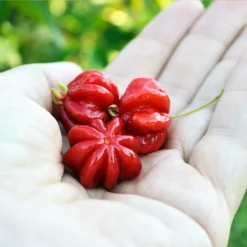 Star Cherry Tree (Pitanga) 13 Star Cherry Tree (Pitanga) -Deals Blossom Vines Store Star Cherry 2