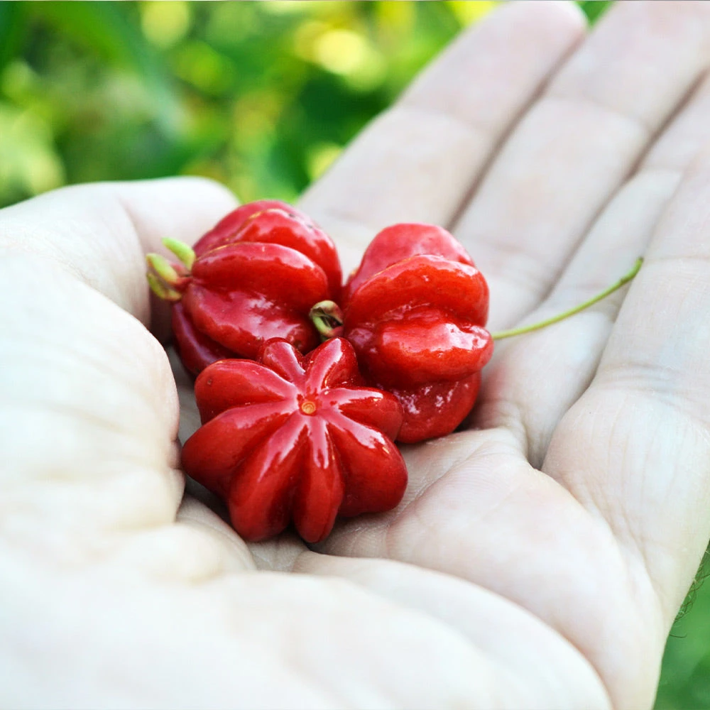 Star Cherry Tree (Pitanga) 8 Star Cherry Tree (Pitanga) - Image 6