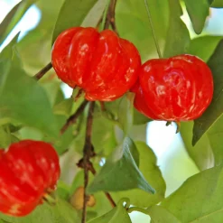 Star Cherry Tree (Pitanga) 10 Star Cherry Tree (Pitanga) -Deals Blossom Vines Store Star Cherry 5 BB