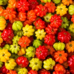 Star Cherry Tree (Pitanga) 11 Star Cherry Tree (Pitanga) -Deals Blossom Vines Store Star Cherry 6 BB