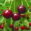 Stella Cherry Tree -Deals Blossom Vines Store Stella Cherry Tree BB 600x600 df78b82b 8f63 4b86 a0c8 9e45cf2a25fe