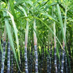 Sugar Cane Plant -Deals Blossom Vines Store Sugar Cane 6 BB