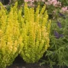 Sunjoy Golden Pillar Barberry Shrub -Deals Blossom Vines Store Sunjoy Golden Pillar 220