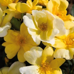 Sunny Knock Out® Rose -Deals Blossom Vines Store Sunny knockout rose Shrub 11 BB