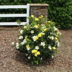 Sunny Knock Out® Rose -Deals Blossom Vines Store Sunny knockout rose Shrub 2 BB