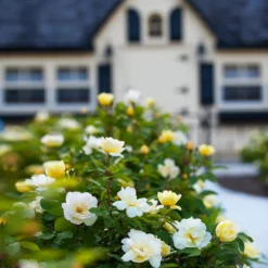 Sunny Knock Out® Rose -Deals Blossom Vines Store Sunny knockout rose Shrub 4 BB