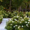 Sunny Knock Out® Rose -Deals Blossom Vines Store Sunny knockout rose Shrub BB 600x600 24339b2f a1e8 4bcb ae1f 5162abb3ab5c