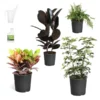 Sunset Hues House Plant Kit -Deals Blossom Vines Store Sunset Hues 600x600 840d0daf 5fd6 430a 8d29 4a4fcb3d85e5
