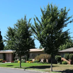 Emerald Sunshine® Elm Tree -Deals Blossom Vines Store Sunshine Elm 1