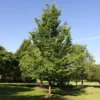 Emerald Sunshine® Elm Tree 2 Emerald Sunshine® Elm Tree -Deals Blossom Vines Store Sunshine Elm BB 600x600 e11772ff 55d0 4aa6 9de6 67be835802aa