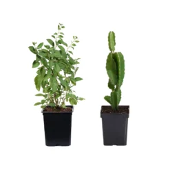 Healthy Superfoods Kit -Deals Blossom Vines Store Superfoods 1