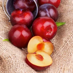 Superior Plum Tree -Deals Blossom Vines Store Superior Plum 4