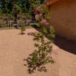 Sweet Bubba Seedless Desert Willow -Deals Blossom Vines Store Sweet Bubba Jone Desert Willow 1