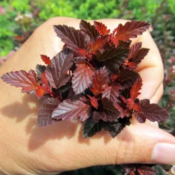 Sweet Cherry Tea Ninebark Shrub 10 Sweet Cherry Tea Ninebark Shrub -Deals Blossom Vines Store Sweet Cherry Ninebark BB 4