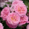 Sweet Drift® Rose -Deals Blossom Vines Store Sweet Drift Rose BB 600x600 b8cccc7e 7ba5 4b88 948c 8d2f7d44bc90