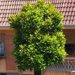 Sweetbay Magnolia Tree 8 Sweetbay Magnolia Tree -Deals Blossom Vines Store Sweetbay Magnolia 6 BB