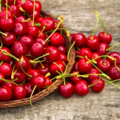 Sweetheart Cherry Tree -Deals Blossom Vines Store Sweetheart Cherry Tree 1 BB