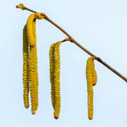 Theta Filbert Hazelnut Tree 11 Theta Filbert Hazelnut Tree -Deals Blossom Vines Store THeta FIlbert Hazelnut 3