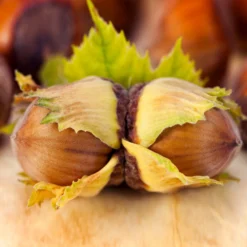 Theta Filbert Hazelnut Tree 10 Theta Filbert Hazelnut Tree -Deals Blossom Vines Store THeta FIlbert Hazelnut 5 BB