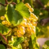 Tara Scuppernong Grape Vine 2 Tara Scuppernong Grape Vine -Deals Blossom Vines Store Tara muscadine Grapes BB 600x600 d8728904 4bad 4c3f a8c8 3b3e0d18b863