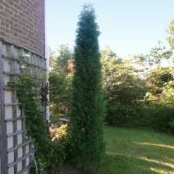 Taylor Juniper Tree 9 Taylor Juniper Tree -Deals Blossom Vines Store Taylors Juniper 2