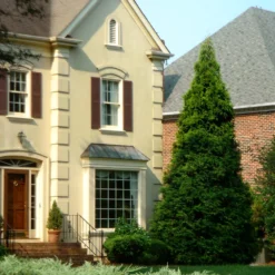 Thuja Green Giant Tree 12 Thuja Green Giant Tree -Deals Blossom Vines Store Thuja Green Giant Tree 4 BB