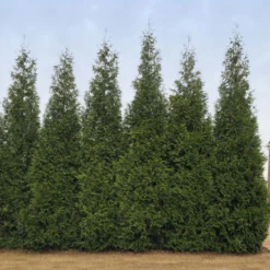 Junior Giant Thuja Tree -Deals Blossom Vines Store Thuja Junior Giant BB 2