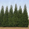 Junior Giant Thuja Tree -Deals Blossom Vines Store Thuja Junior Giant BB 600x600 4c8eaa9d c4eb 48c8 a308 3049941f0fac
