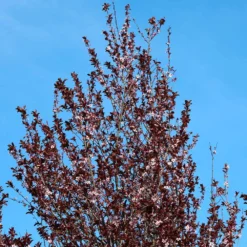 Thundercloud Plum Tree 9 Thundercloud Plum Tree -Deals Blossom Vines Store Thundercloud Flowering Plum 4 BB