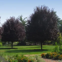 Thundercloud Plum Tree 10 Thundercloud Plum Tree -Deals Blossom Vines Store Thundercloud Flowering Plum 6 BB