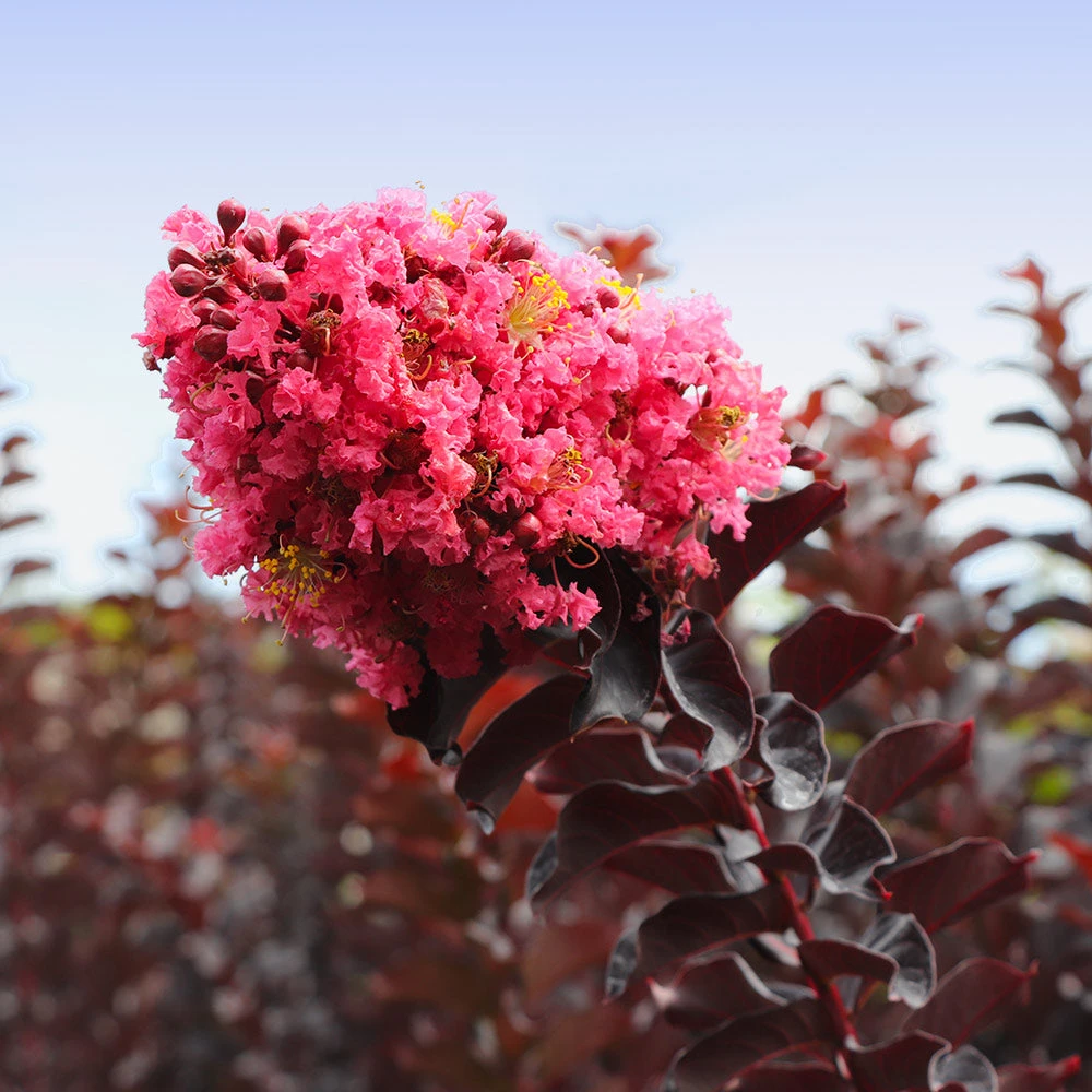 Thunderstruck™ Coral Boom™ Crape Myrtle 5 Thunderstruck™ Coral Boom™ Crape Myrtle - Image 3