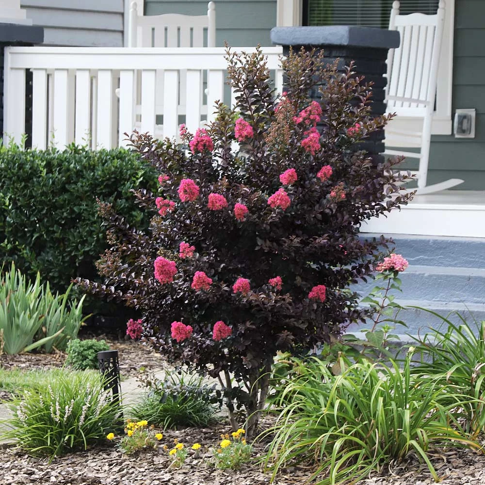 Thunderstruck™ Coral Boom™ Crape Myrtle 4 Thunderstruck™ Coral Boom™ Crape Myrtle - Image 2