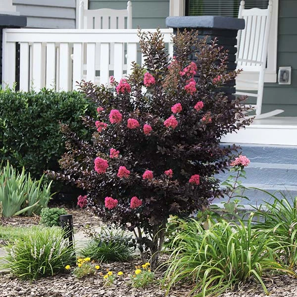 Thunderstruck™ Coral Boom™ Crape Myrtle 3 Thunderstruck™ Coral Boom™ Crape Myrtle