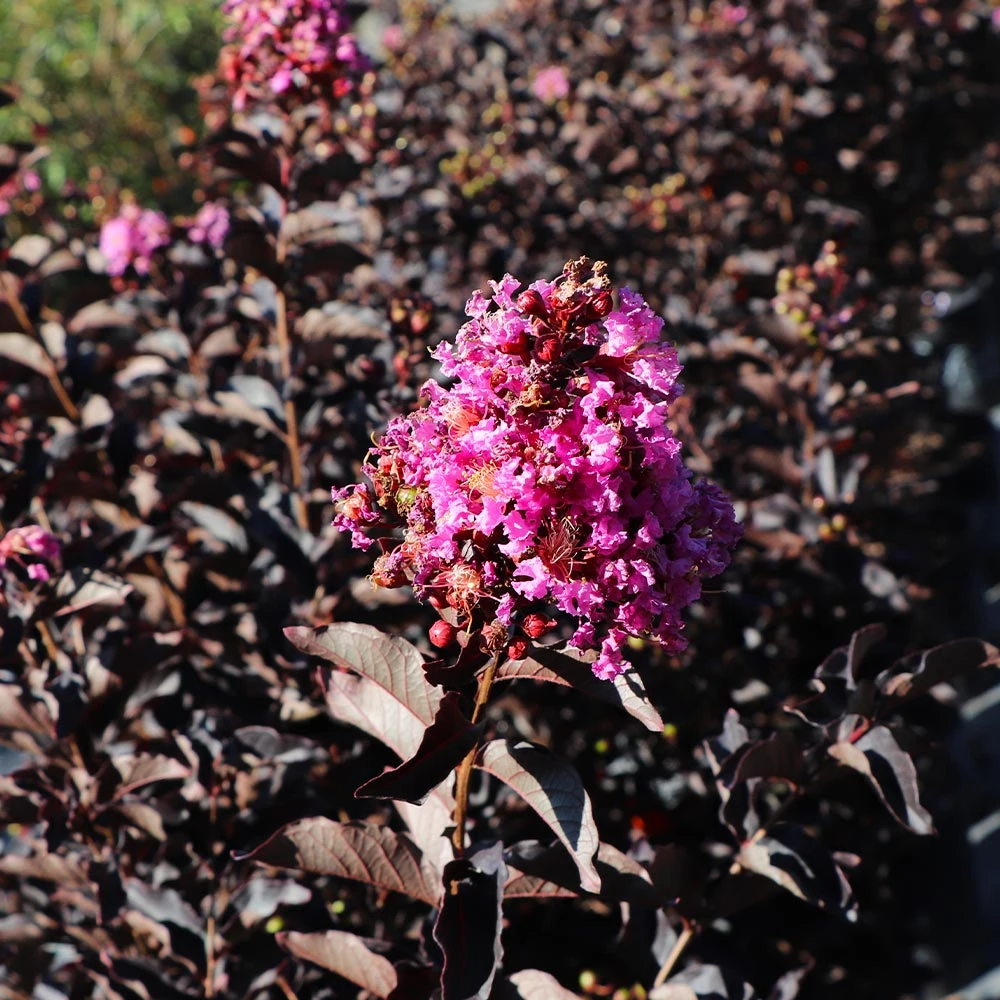Thunderstruck™ Lavender Blast™ Crape Myrtle 6 Thunderstruck™ Lavender Blast™ Crape Myrtle - Image 4